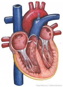 Sydämen anatomia / Lääkisvalmennus